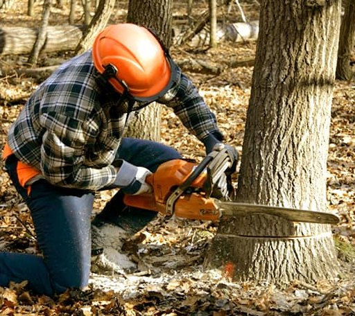 Tree Removal in Mount Hope, AL